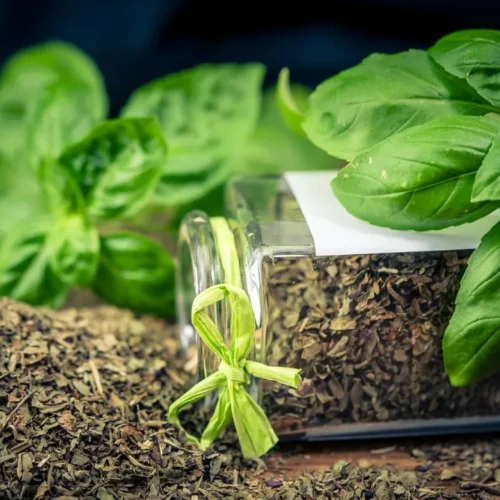 Basil